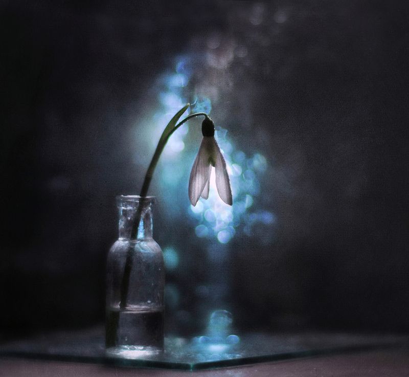 подснежник, весна Ледяные блики сна фото превью