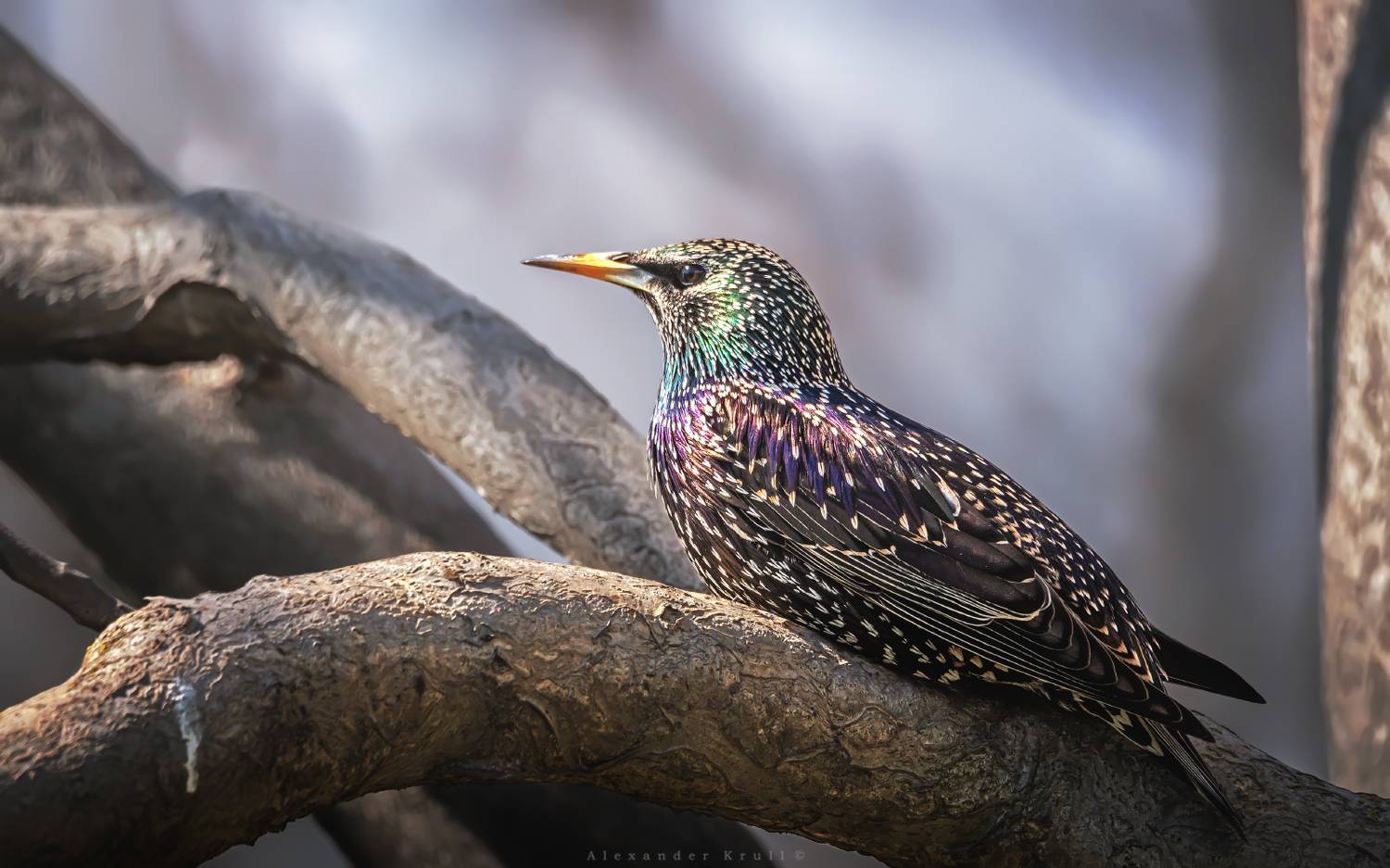 скворец, Круль Александр