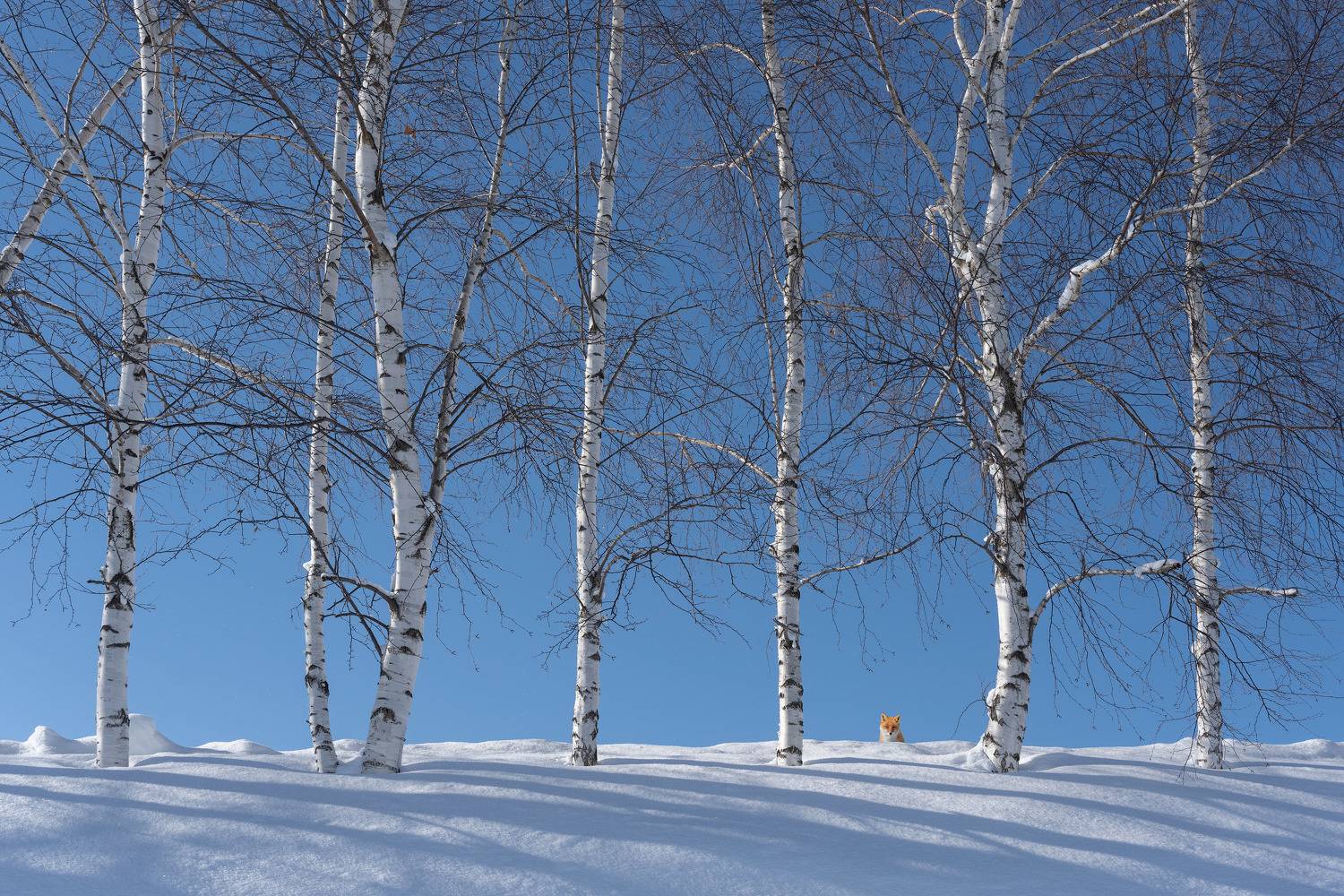 , Майк Рейфман