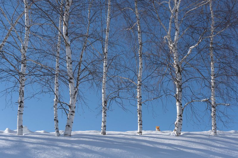 Curious Red Fox in a snowy landscape фото превью