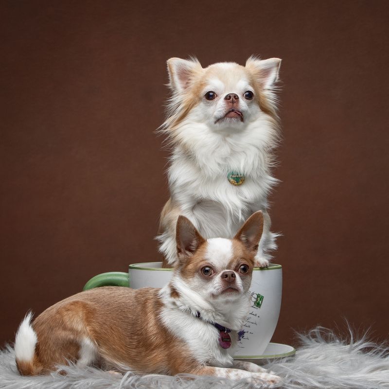 фото превью