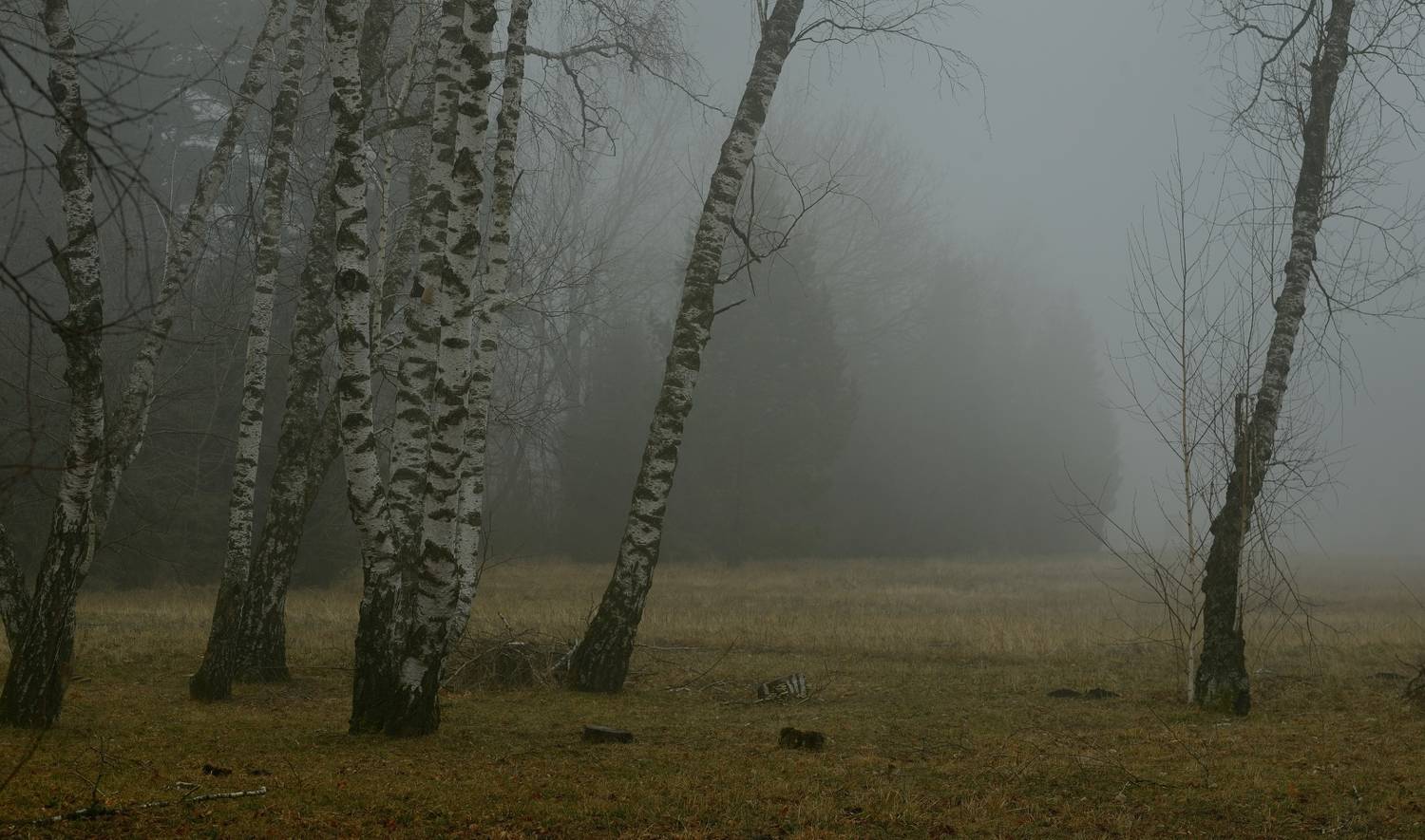 весна туман лес утро, Александр Жарников