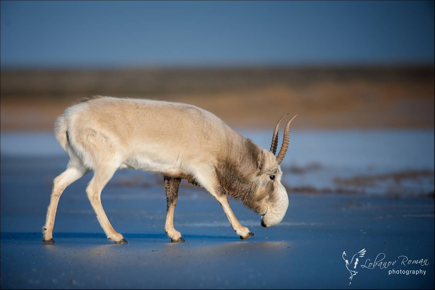 , Лобанов Роман