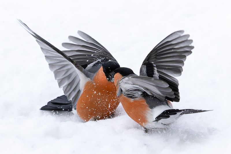 Снегири Поединок фото превью