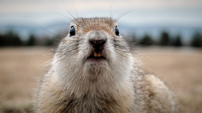 красноярск, суслики, laowa 65mm, макро Они проснулись фото превью