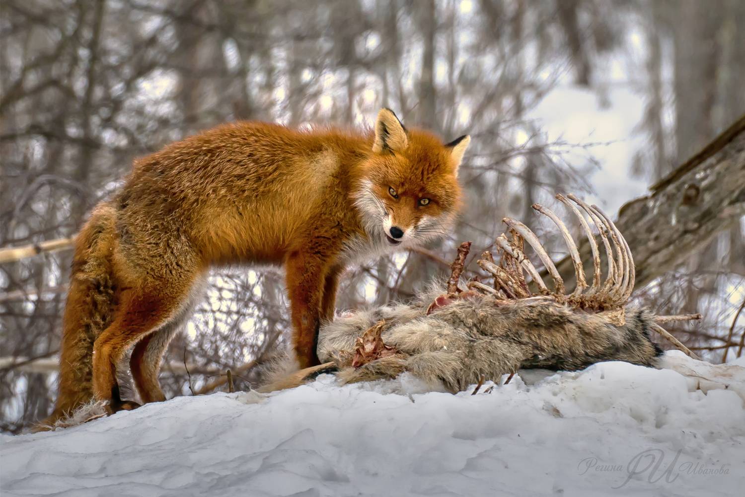 , Регина Иванова