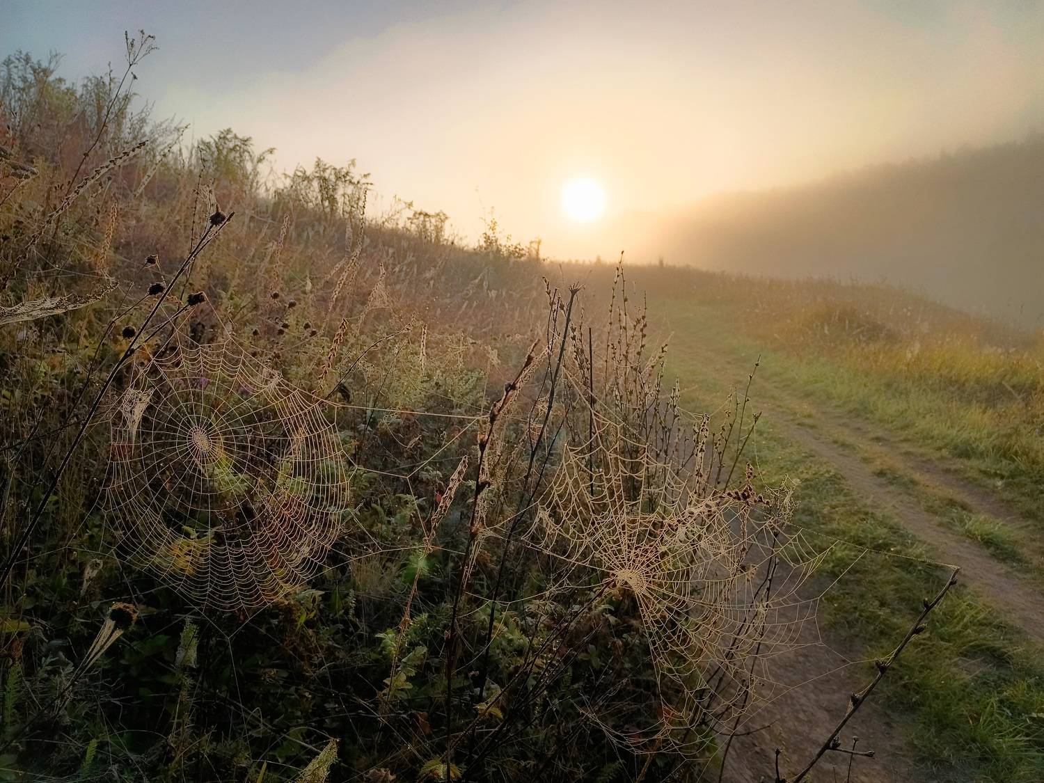 , Кондрашова Светлана