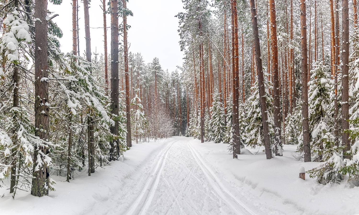 парк, лыжня, лес, сосны, снег, Анкудинов Леонид