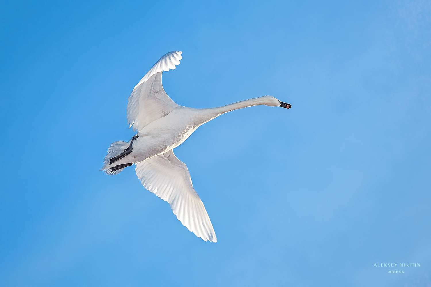 , Алексей Никитин