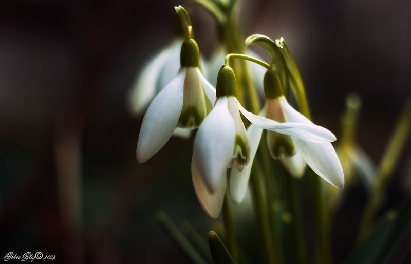 *** фото превью