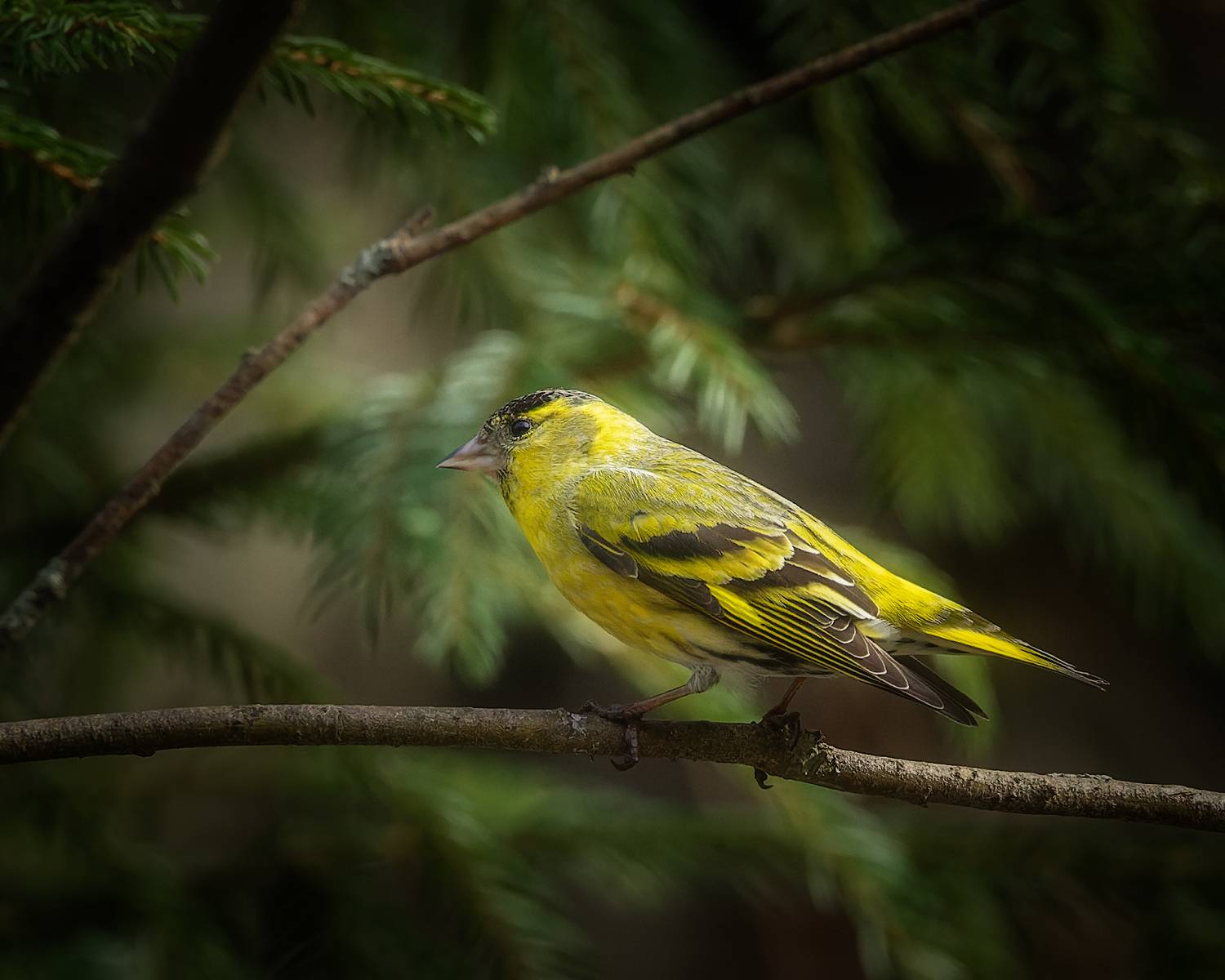 птицы, чиж, фотоохота, Марголин Алексей