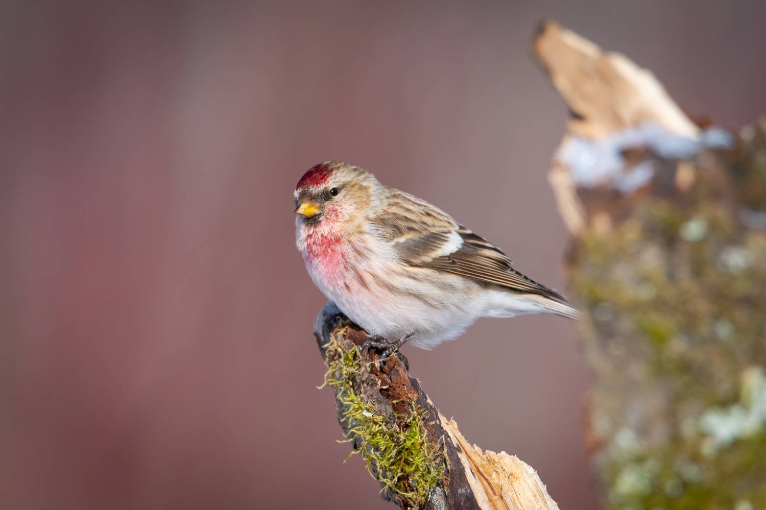 птаха, чечетка, птицы, Степанова Татьяна