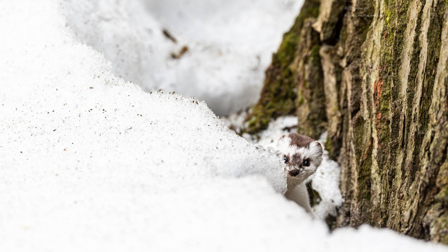 животные, фотоохота, ласка, Дронов Константин
