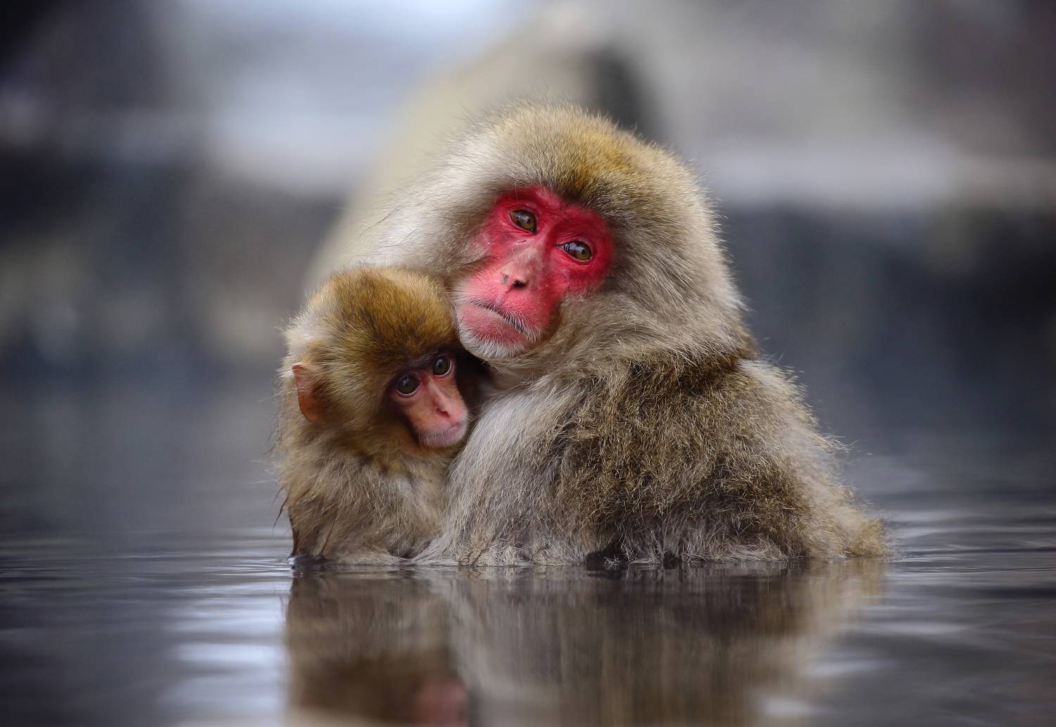 , Гудков Андрей