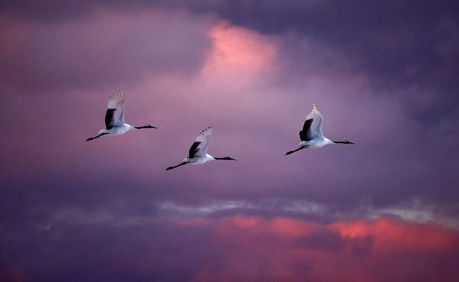 , Гудков Андрей