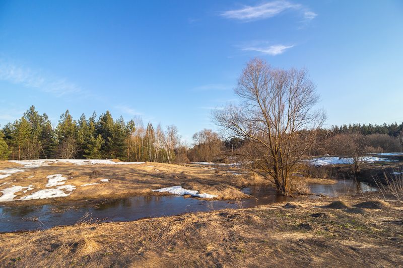 ручей, половодье, лес, весна  фото превью