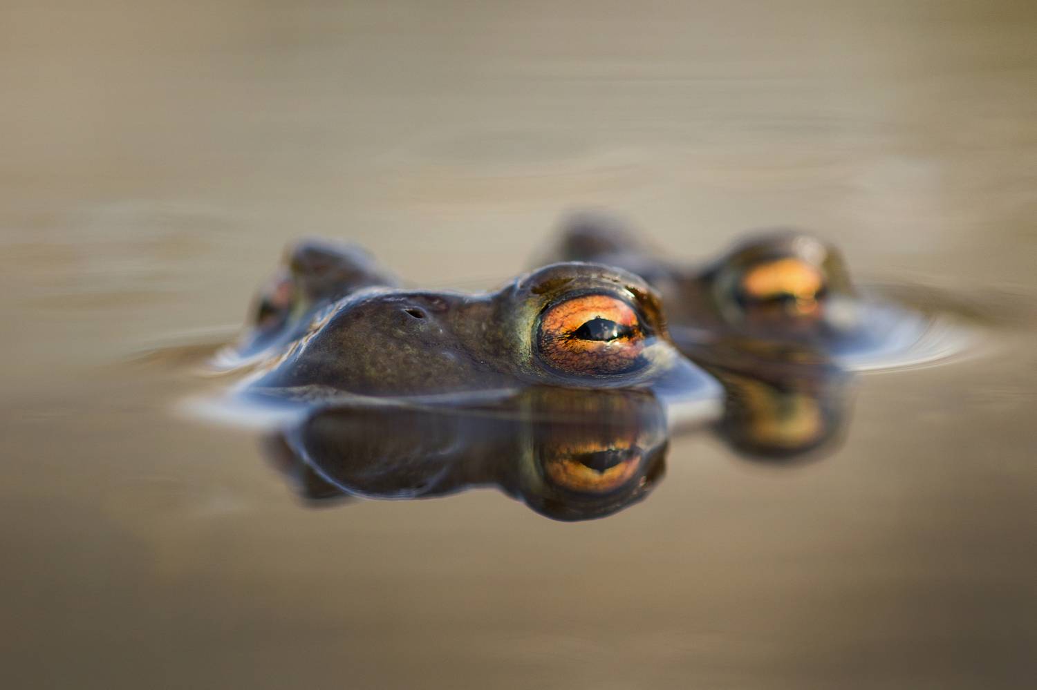 Photography, Wildlife, Nature, Water, Frog, Amphibian, Wild, Animal, Pond, Close-up, Day, Toad, Eye, Damian Cyfka