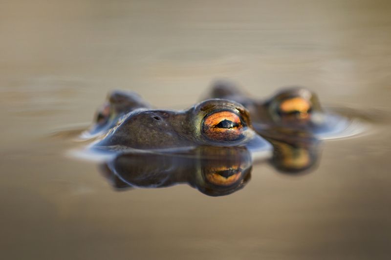 Photography, Wildlife, Nature, Water, Frog, Amphibian, Wild, Animal, Pond, Close-up, Day, Toad, Eye Eyes фото превью
