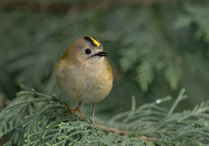 goldcrest, bird, nature, wildlife, canon Goldcrest фото превью