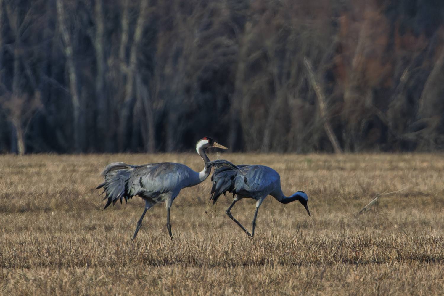 , Светлана Холодняк