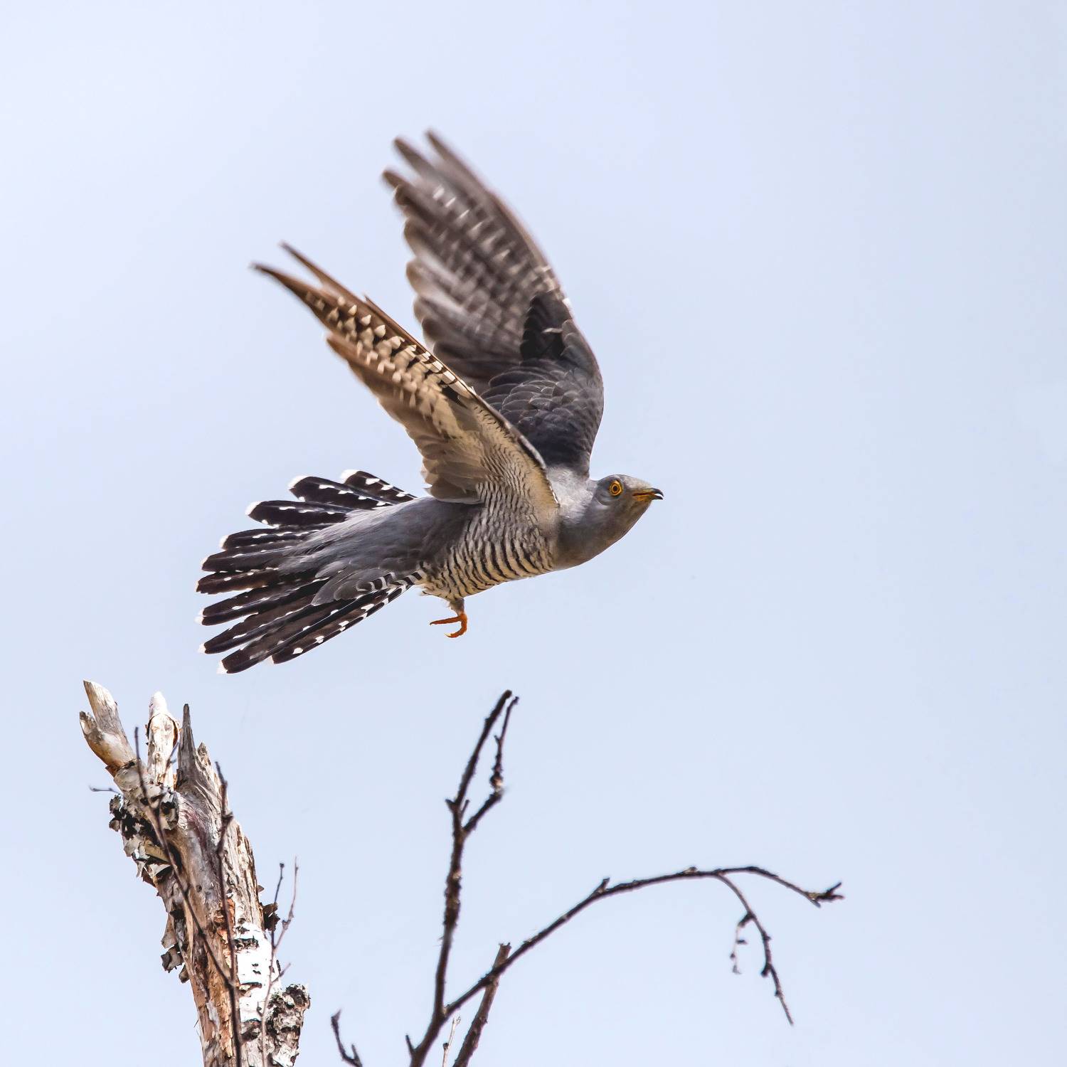 , Белоусов Михаил