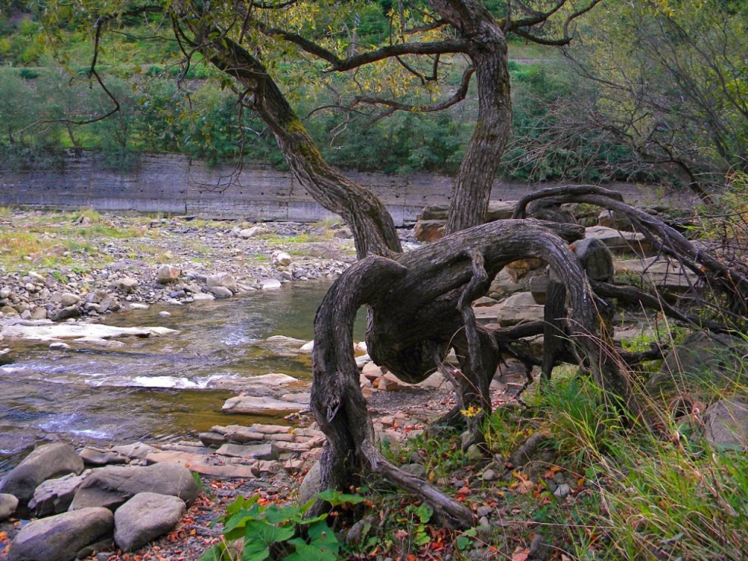 , Савоцкий Роман