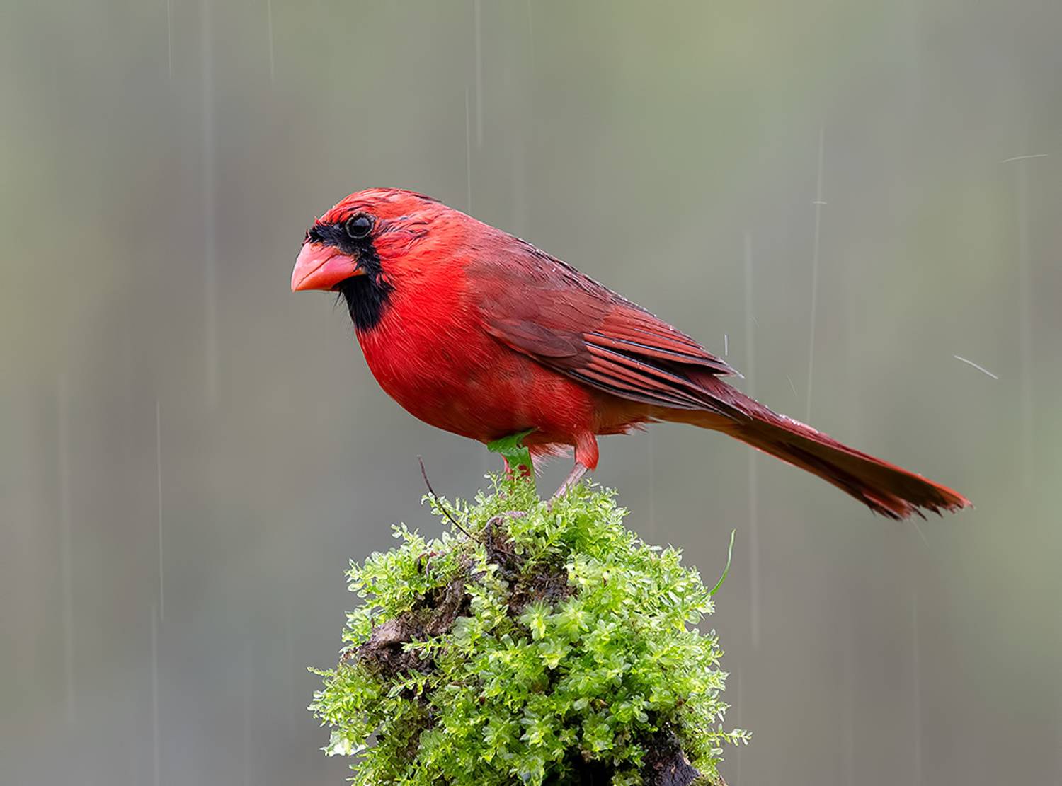 красный кардинал, northern cardinal, cardinal,кардинал, весна, Etkind Elizabeth
