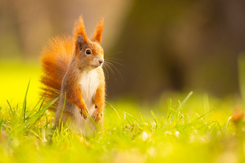 Squirrel фото превью