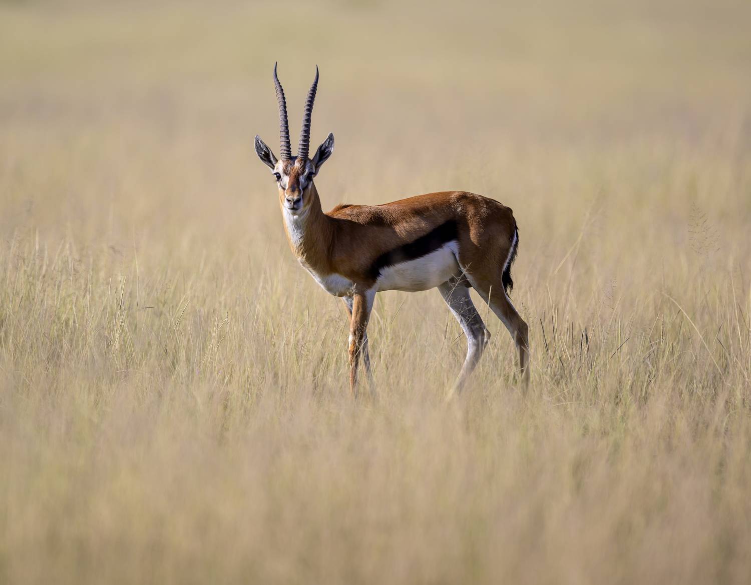 , Пупонин Сергей