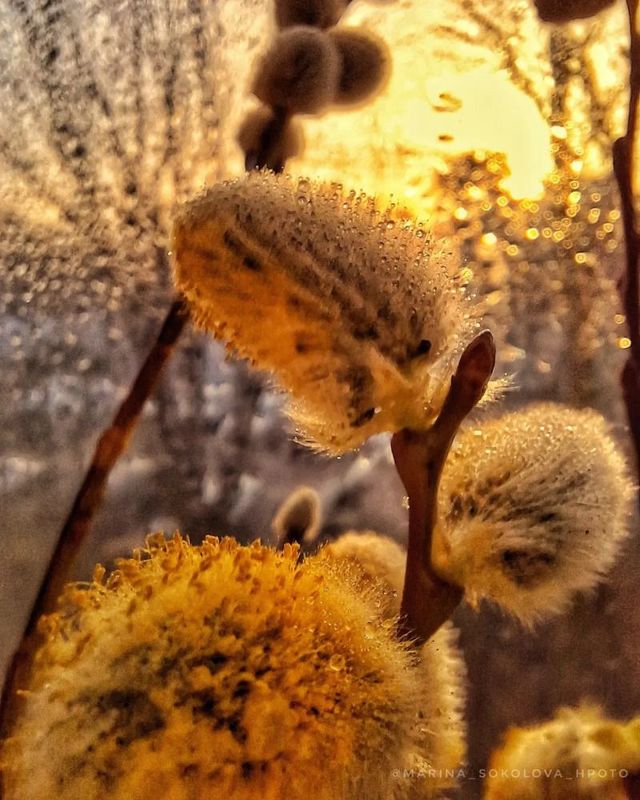 Солнечная верба. фото превью