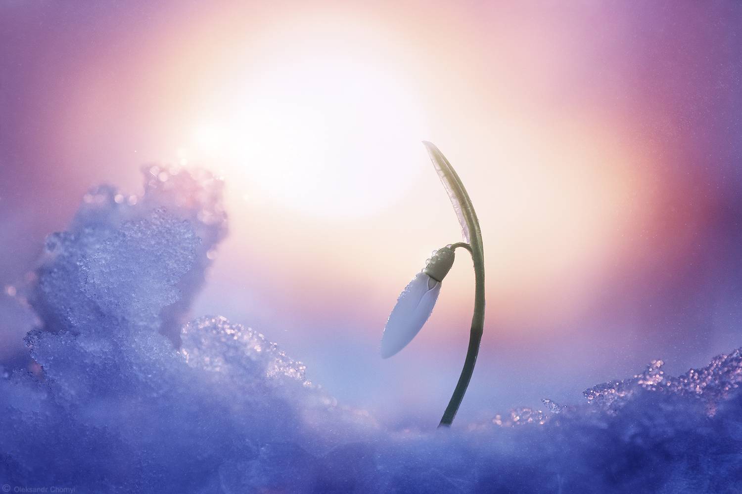 весна, лед, подснежник, март, пробуждение, макро истории, макро мир, волшебство, нежность, любовь, мир, гармония, постельный,, Чорный Александр