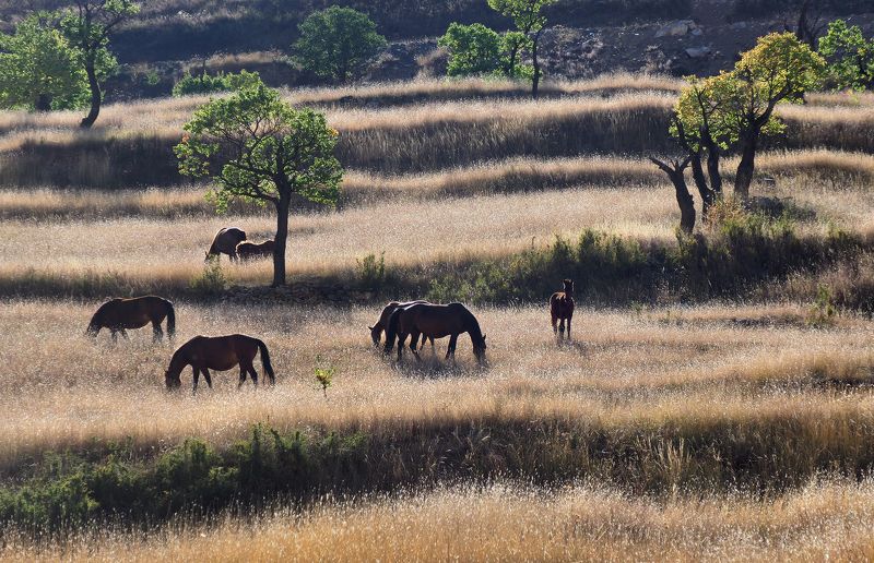 Кавказ, Дагестан Дагестанские зарисовки фото превью