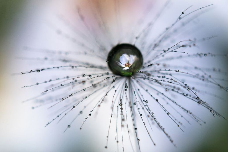 весна капля цветы цветение Капельно-цветочное фото превью