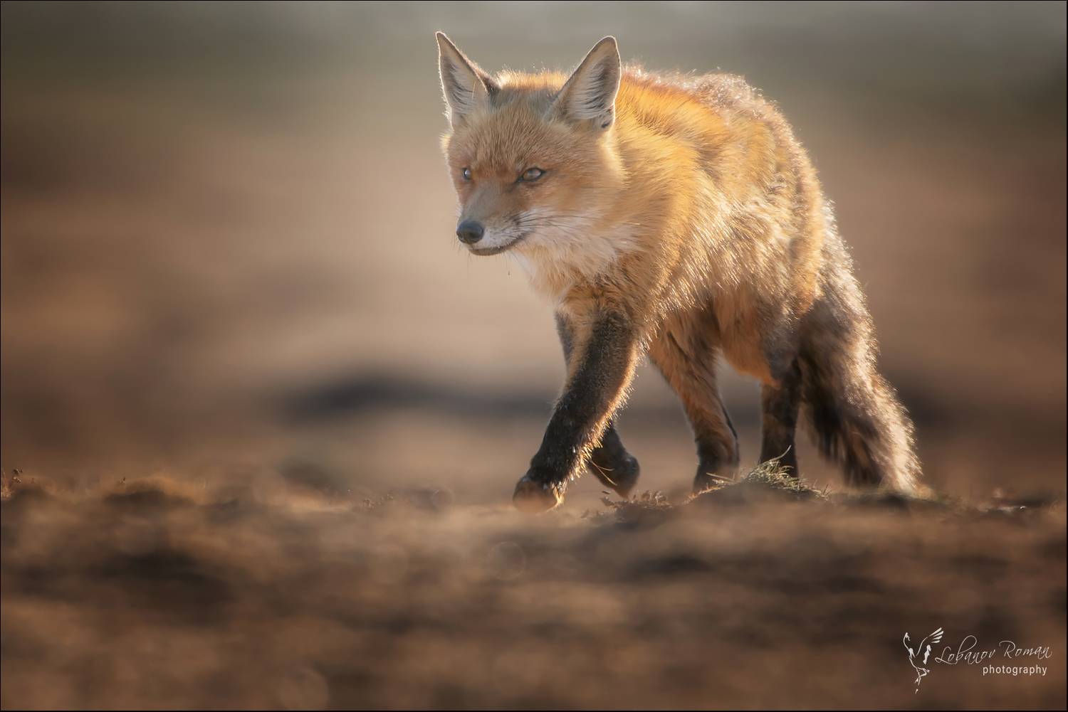 , Лобанов Роман