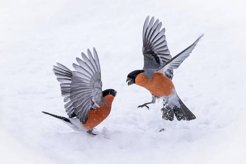 Семя раздора