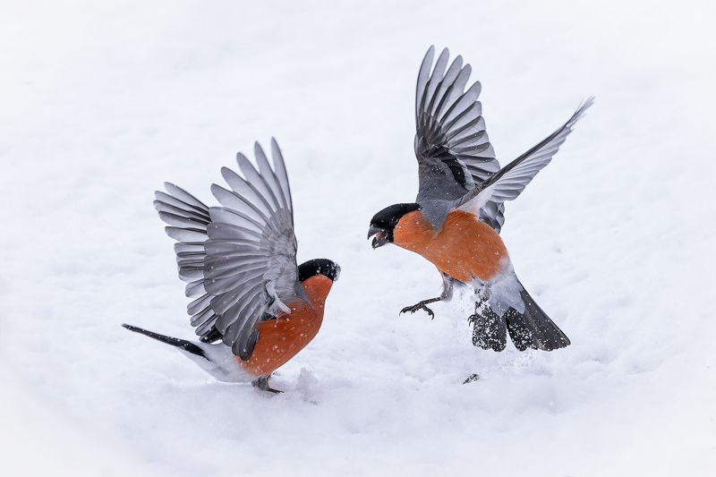 Снегири, зима Семя раздора фото превью