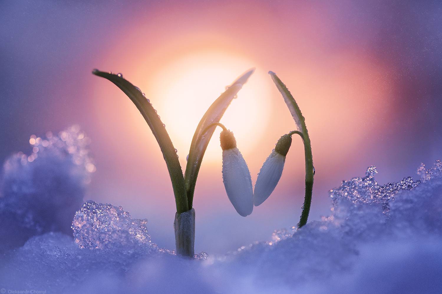 весна, март, подснежники, волшебство, любовь, нежность, забота, лед, макро истории, макро мир, макро красота, тишина, гармония, вдохновение, коростышев, украина, фотограф чорный,, Чорный Александр