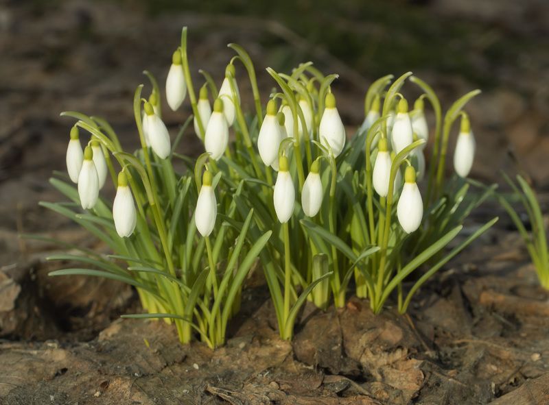 Вестники весны фото превью