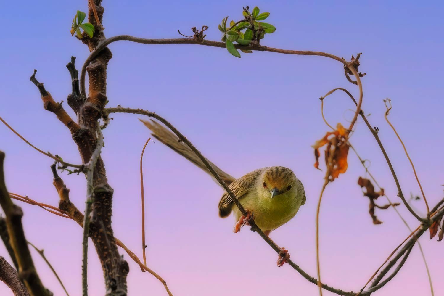 , Шварцман Евгений