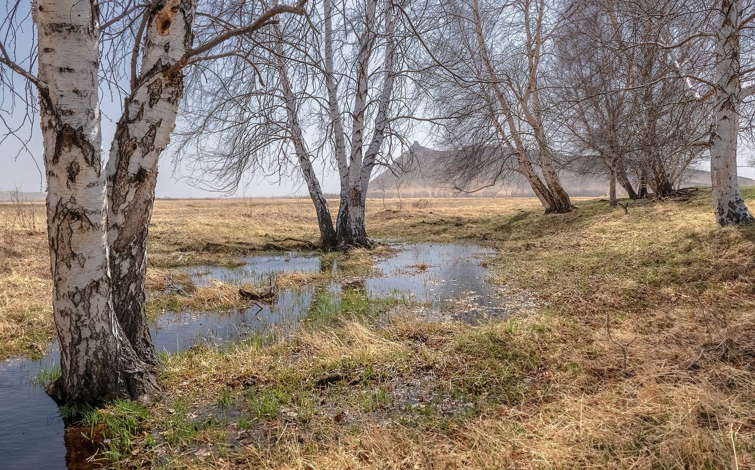 хакасия, весна, березы, дымка, Фомина Марина