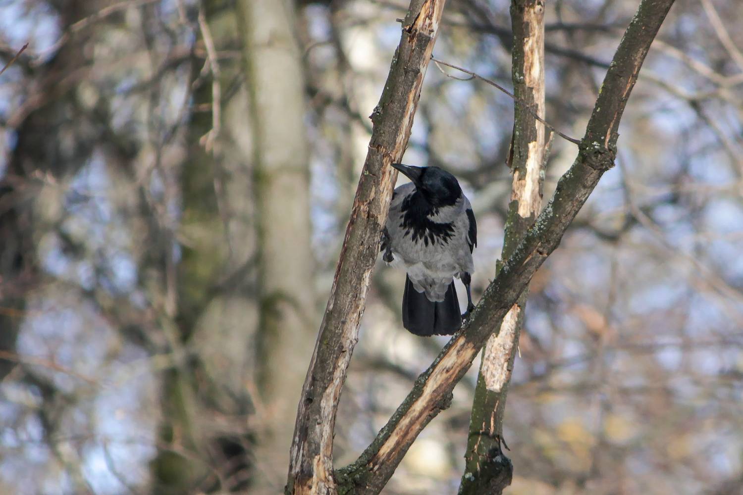 ворона, серая ворона, corvus cornix, КарОл