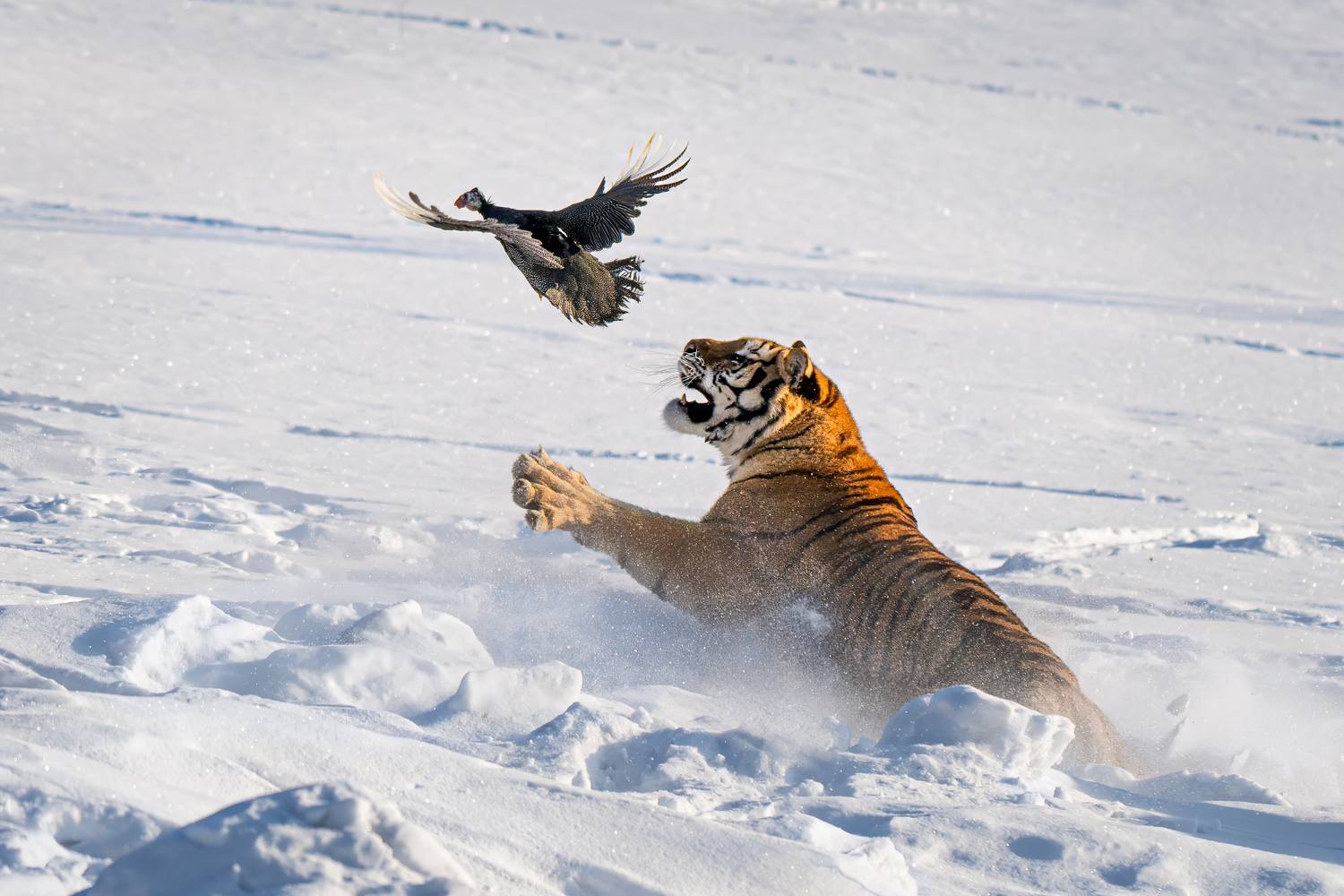 , Николай Мозгунов