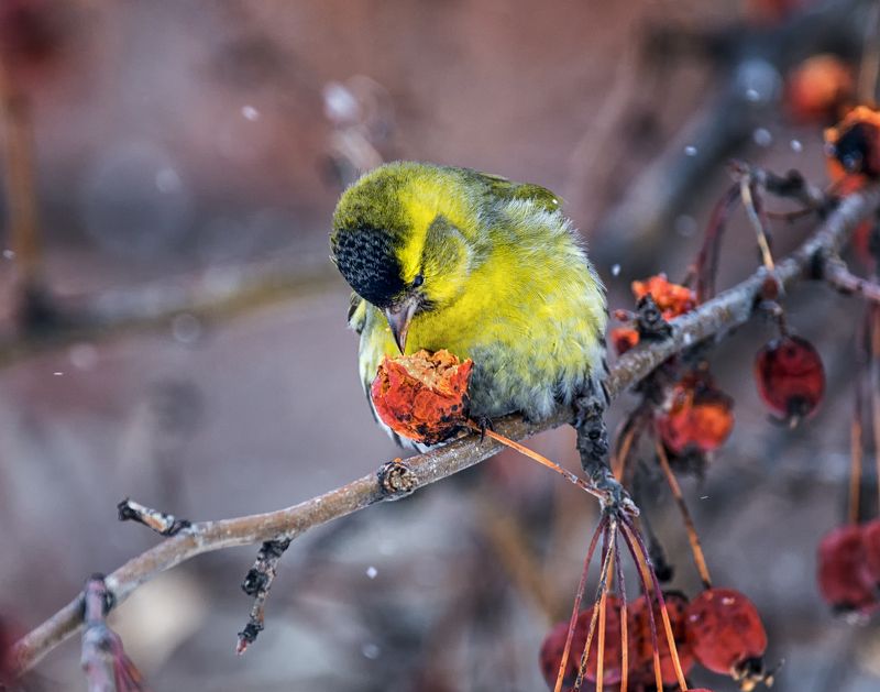 птица, чиж, весна, Чижик весной. фото превью