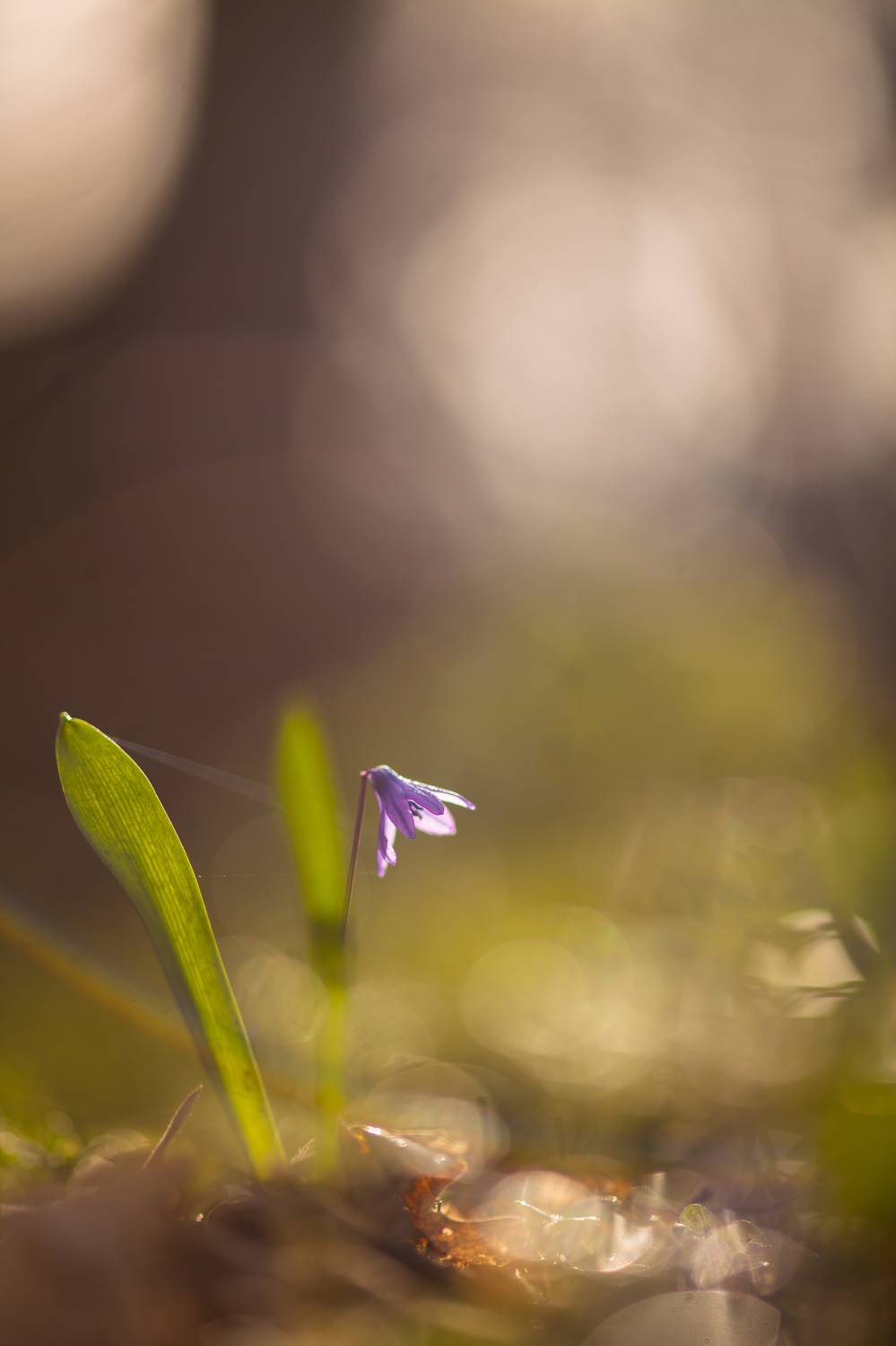 , Викулов Николай