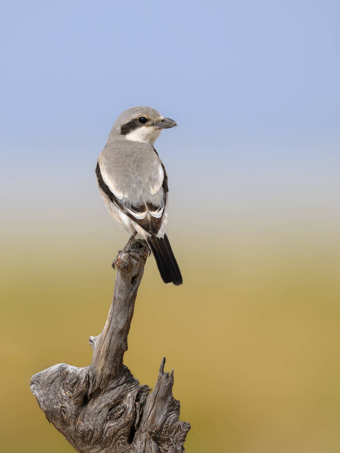 птица, фотоохота, жулан, сорокопут, природа, фауна, Kulikov Vladimir