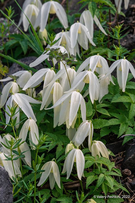 плато путорана, таймыр, цветы, заполярье, курейка, яктали Цветы плато Путорана - 2 фото превью