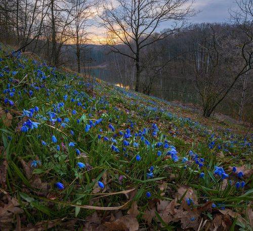 Цветут пролески
