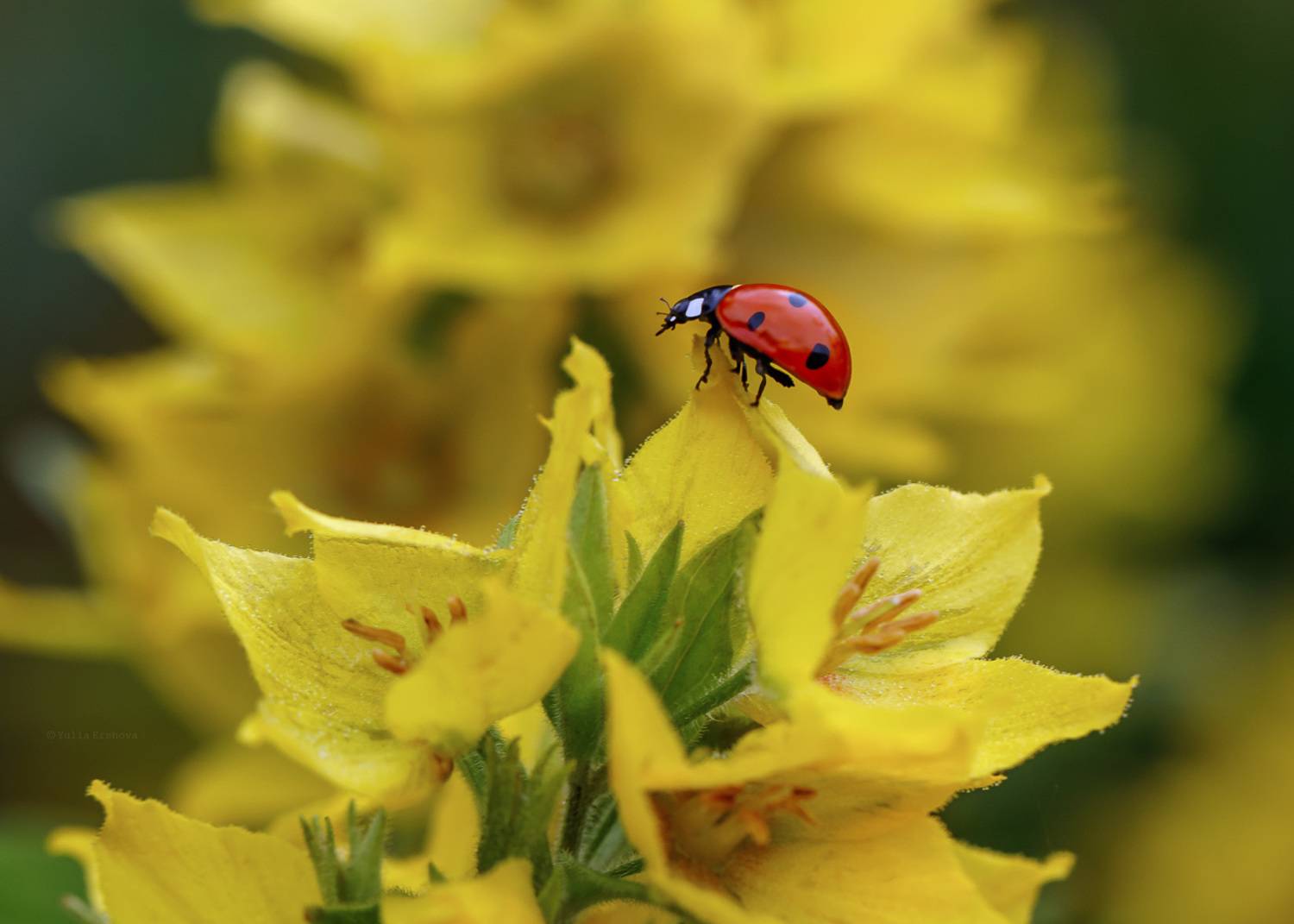божья коровка, макро, macro, Ершова Юлия