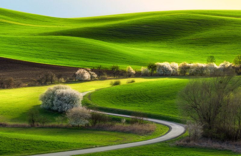spring, moravia, sony, bloom, trees, czech, bohemia, field, tuscany, green, grass  фото превью