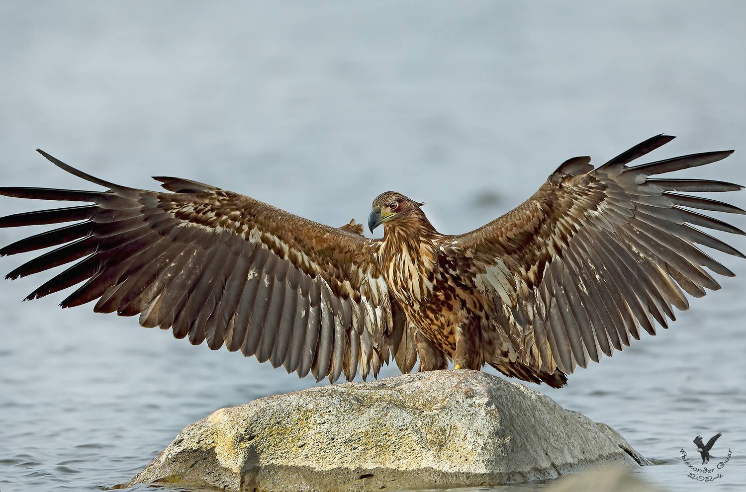 орлан белохвост., Гусар Александр